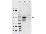 EIF2A Antibody in Western Blot (WB)