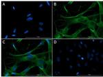 Eaat2 Antibody in Immunocytochemistry (ICC/IF)