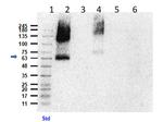 Eaat2 Antibody in Western Blot (WB)