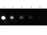 GFP Antibody in Dot Blot (DB)