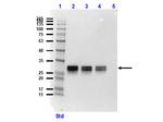 GFP Antibody in Western Blot (WB)