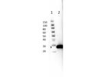 GFP Antibody in Western Blot (WB)