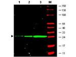 GFP Antibody in Western Blot (WB)