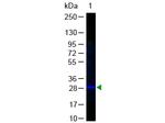 GFP Antibody in Western Blot (WB)