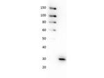 GFP Antibody in Western Blot (WB)