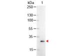 GFP Antibody in Western Blot (WB)