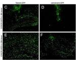 GFP Antibody in Immunohistochemistry (IHC)