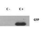 GFP Antibody in Western Blot (WB)