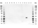 GFP Antibody in Western Blot (WB)