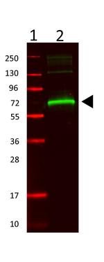 Mouse Serum Albumin Antibody in Western Blot (WB)