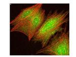 Phospho-AKT (Ser473) Antibody in Immunocytochemistry (ICC/IF)