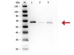 Phospho-AKT (Ser473) Antibody in Western Blot (WB)