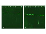 Phospho-AKT (Thr308) Antibody in Western Blot (WB)