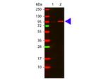 Phospho-AKT (Thr308) Antibody in Western Blot (WB)