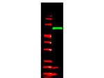 V5 Epitope Tag Antibody in Western Blot (WB)