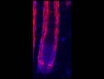 RFP Pre-adsorbed Antibody in Immunohistochemistry (PFA fixed) (IHC (PFA))