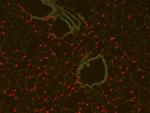 RFP Pre-adsorbed Antibody in Immunohistochemistry (PFA fixed) (IHC (PFA))