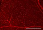 RFP Pre-adsorbed Antibody in Immunohistochemistry (PFA fixed) (IHC (PFA))