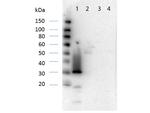 RFP Pre-adsorbed Antibody in Western Blot (WB)