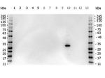 RFP Pre-adsorbed Antibody in Western Blot (WB)