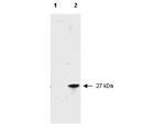 RFP Pre-adsorbed Antibody in Western Blot (WB)