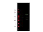 MYC Epitope Tag Antibody in Western Blot (WB)