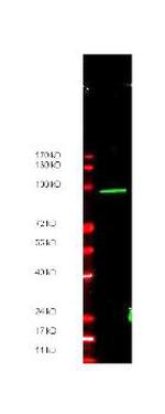 MYC Epitope Tag Antibody in Western Blot (WB)