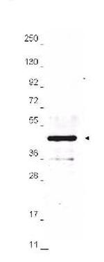 HA Epitope Tag Antibody in Western Blot (WB)