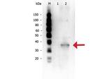 Mcl-1 Antibody in Western Blot (WB)