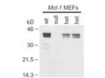 Mcl-1 Antibody in Western Blot (WB)