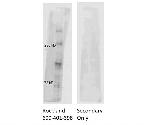 Phospho-ATM Protein Kinase (Ser1981) Antibody in Western Blot (WB)