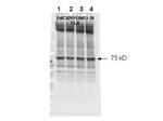 Phospho-NF2 (Ser518) Antibody in Western Blot (WB)