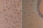 Nestin Antibody in Immunohistochemistry (Paraffin) (IHC (P))