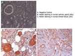 Nestin Antibody in Immunohistochemistry (Paraffin) (IHC (P))