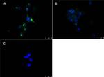 PPAR alpha Antibody in Immunocytochemistry (ICC/IF)