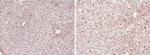 PPAR alpha Antibody in Immunohistochemistry (Paraffin) (IHC (P))