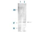 Phospho-Mdm2 (Ser185) Antibody in Western Blot (WB)