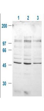 Phospho-GSK3 beta (Ser9) Antibody in Western Blot (WB)