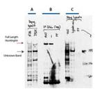 Phospho-Huntington (Ser421) Antibody in Western Blot (WB)