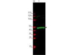 GSK3 alpha Antibody in Western Blot (WB)