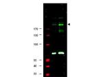 Phospho-IRS1 (Ser307) Antibody in Western Blot (WB)