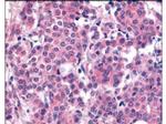 Phospho-PLK1 (Thr210) Antibody in Immunohistochemistry (Paraffin) (IHC (P))