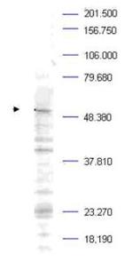 Phospho-PLK1 (Thr210) Antibody in Western Blot (WB)