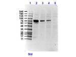 NEK2 Antibody in Western Blot (WB)