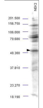 NEK2 Antibody in Western Blot (WB)