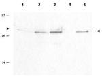 Phospho-Cyclin B1 (Ser126) Antibody in Western Blot (WB)