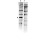 PACRG Antibody in Western Blot (WB)