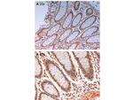 Phospho-Aurora Kinase B (Thr232) Antibody in Immunohistochemistry (Paraffin) (IHC (P))