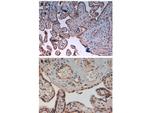 Phospho-Aurora Kinase B (Thr232) Antibody in Immunohistochemistry (Paraffin) (IHC (P))