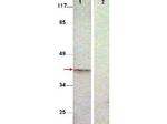 Phospho-Aurora Kinase B (Thr232) Antibody in Western Blot (WB)